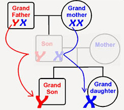 Grandparent to Grandchild DNA testing