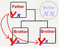 Y chromosome DNA testing - Brothers testing for the same father