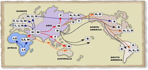 migration routes of the different Y types